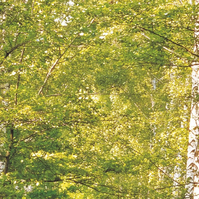 Birkenwald