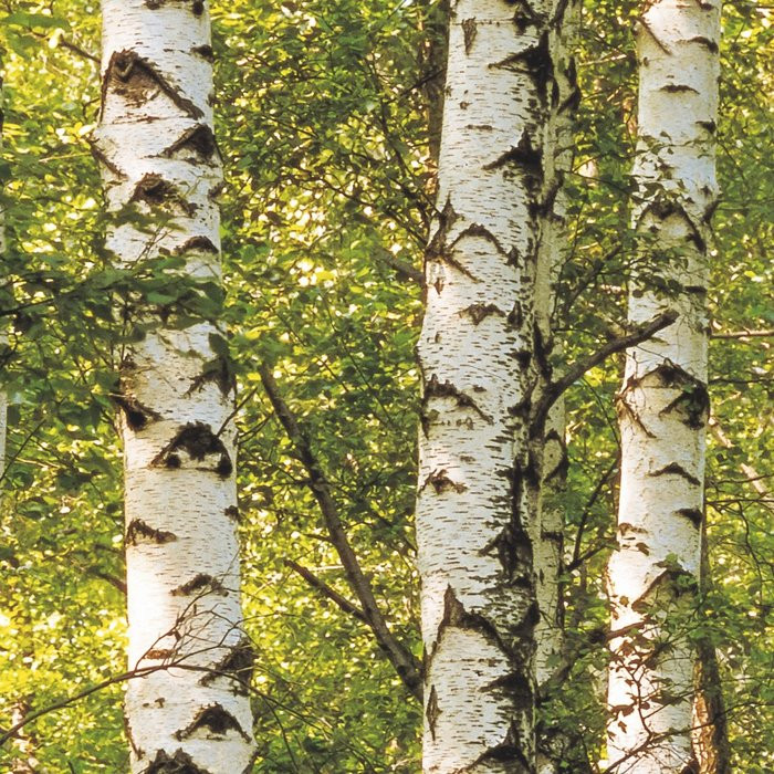 Birkenwald
