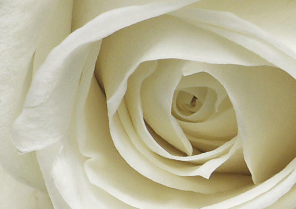 A la Rose
