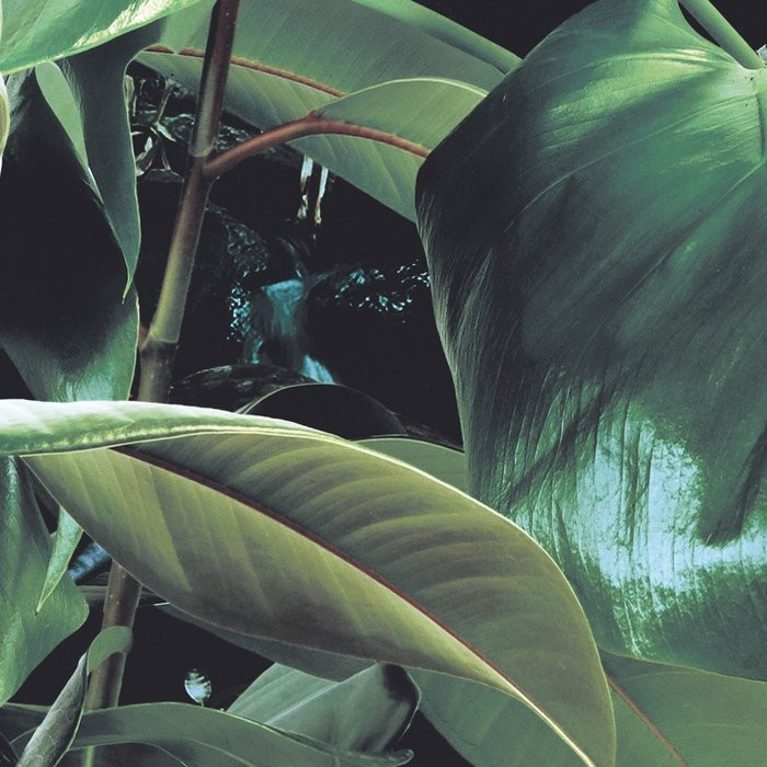 Verdure