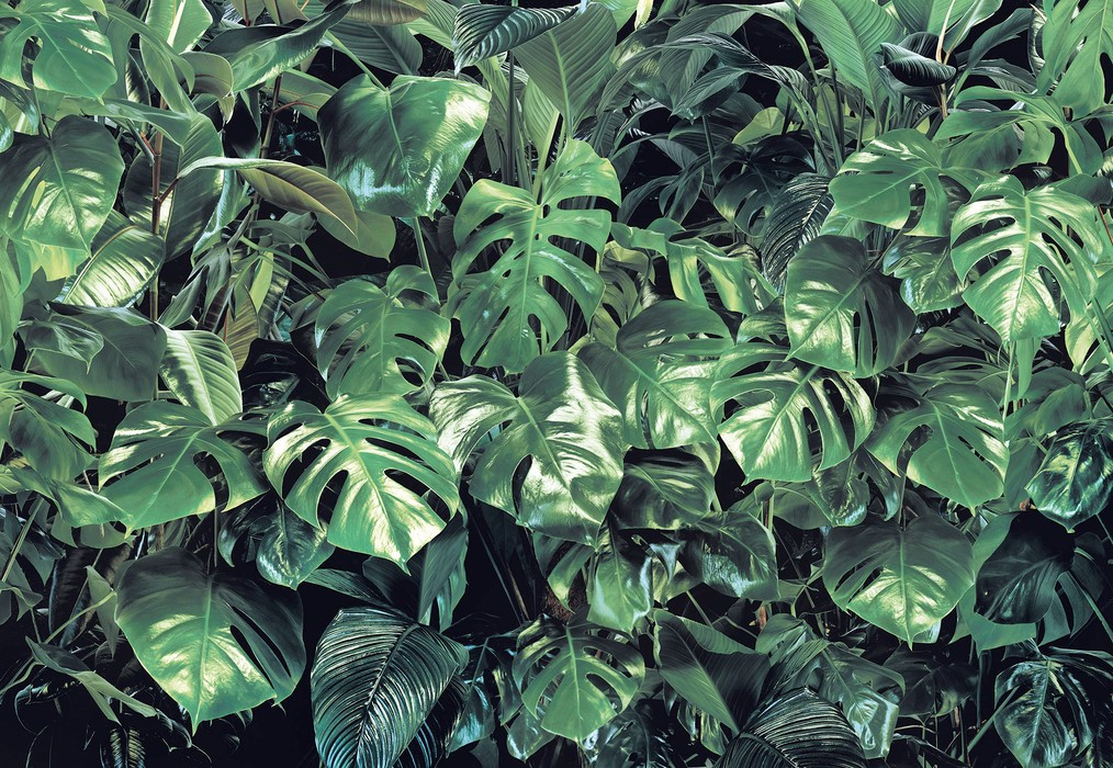 Verdure