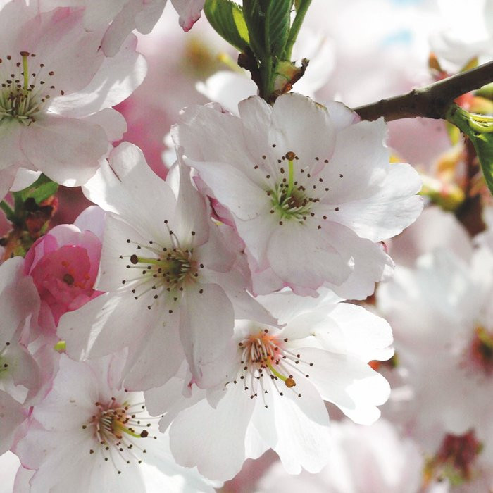 Spring