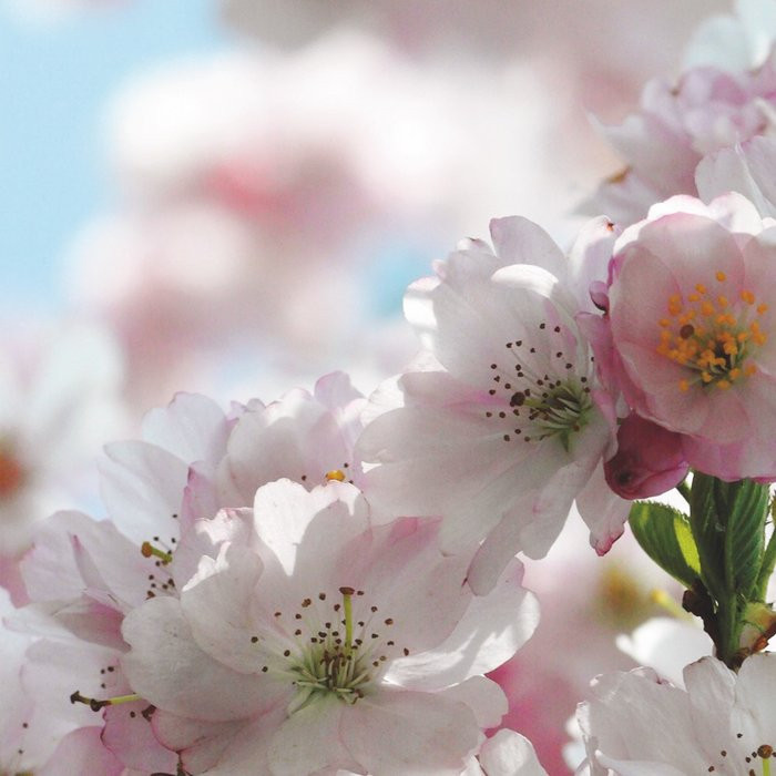 Spring