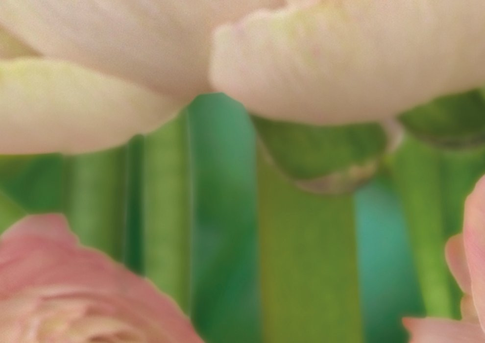 Gentle Rosé