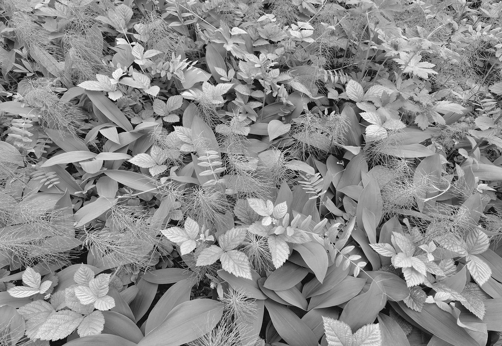 Forest Floor