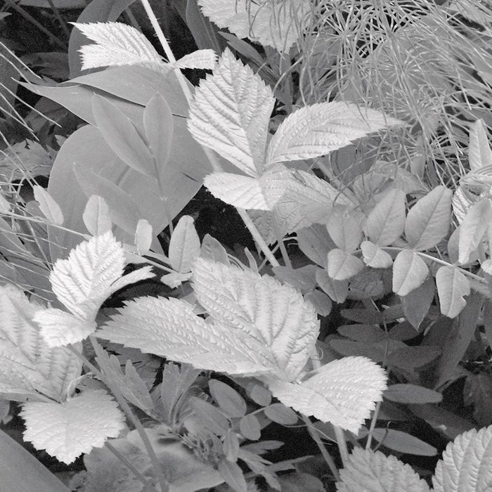 Forest Floor