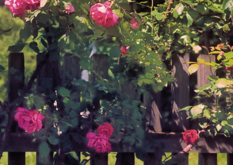 Rose Garden