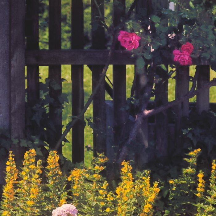 Rose Garden