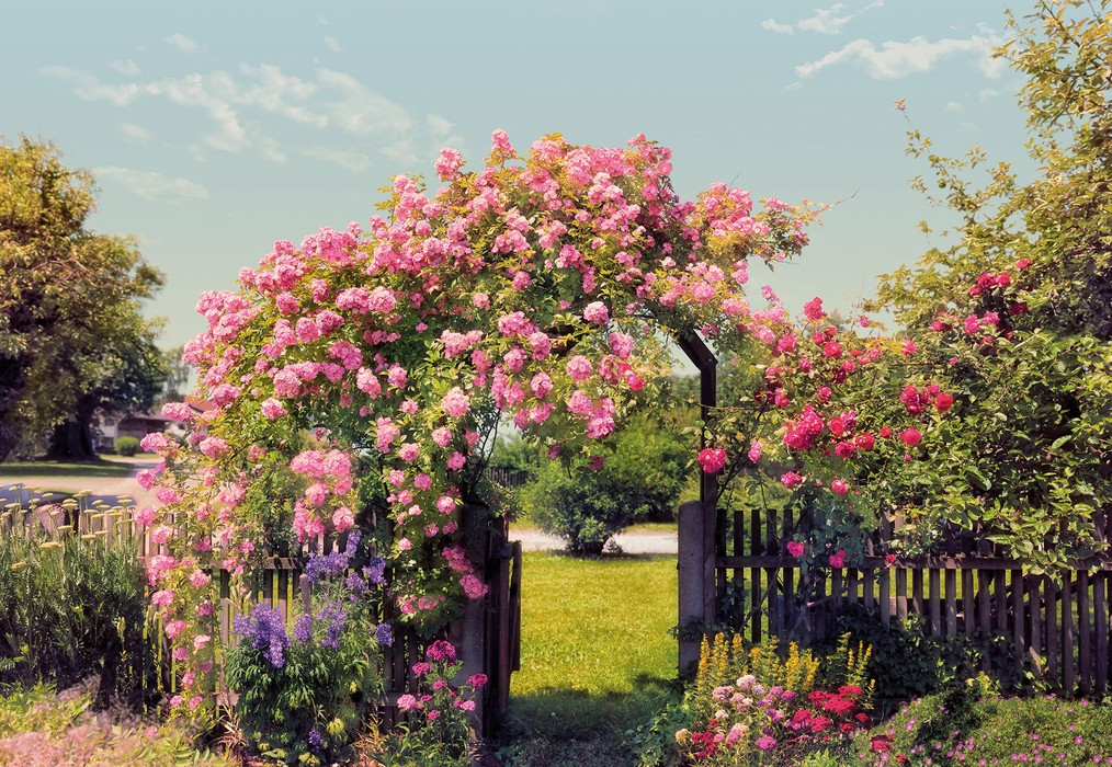 Rose Garden