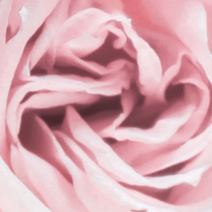 Spring Roses