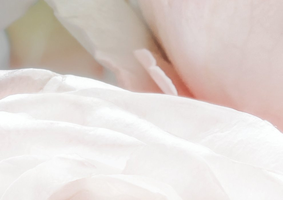 Spring Roses