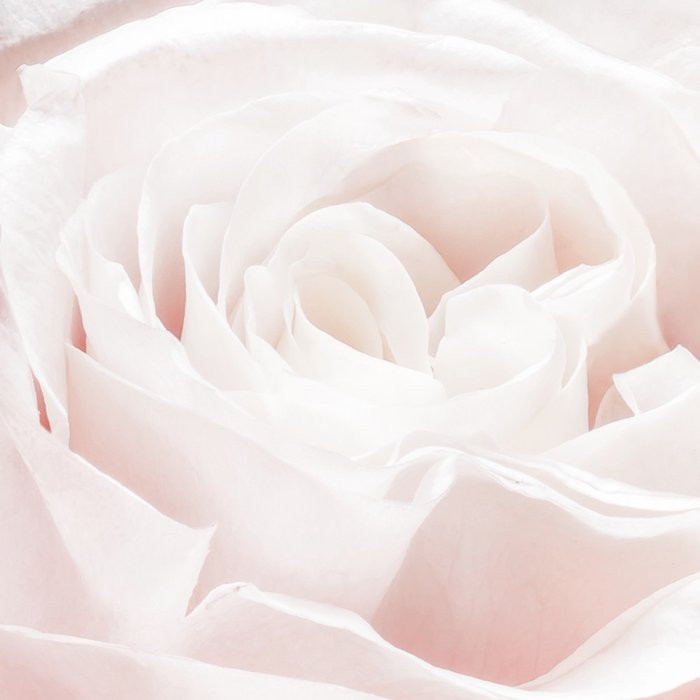 Spring Roses