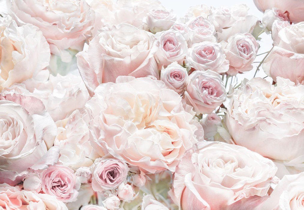Spring Roses
