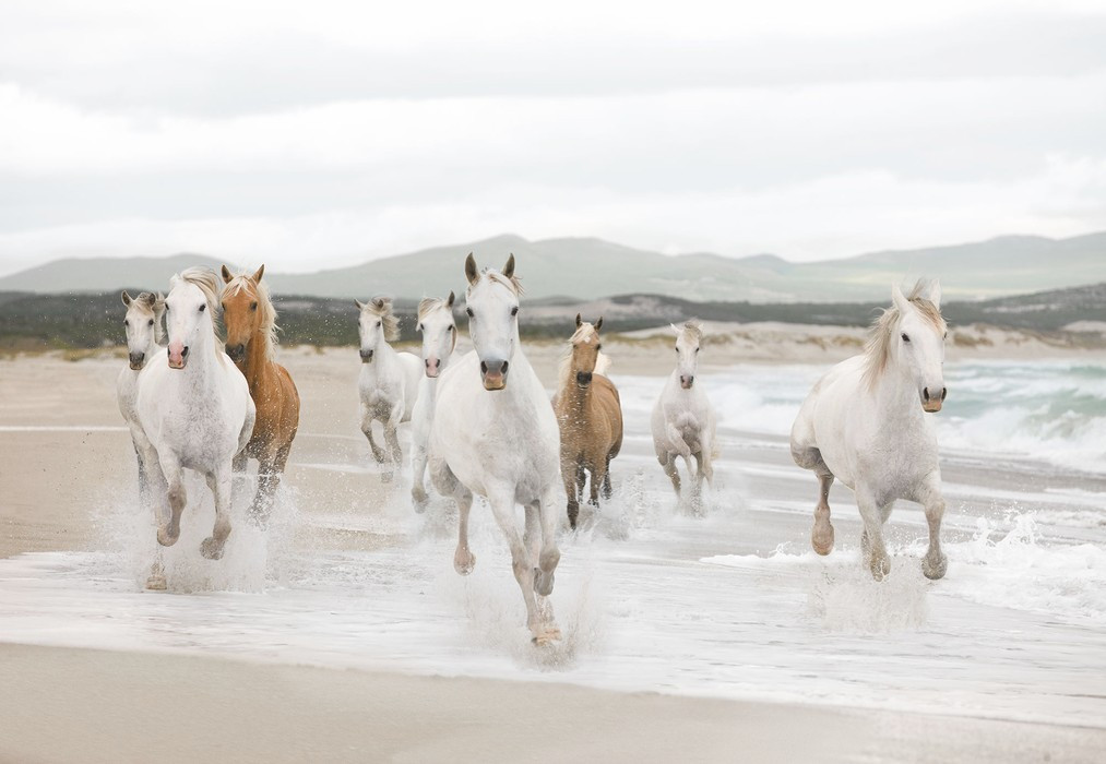 White Horses