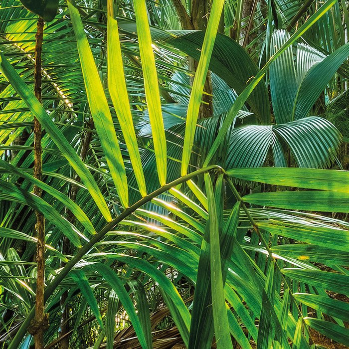 Jungle Trail