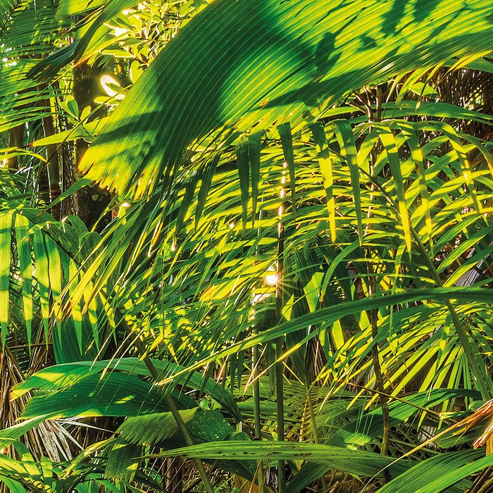 Jungle Trail