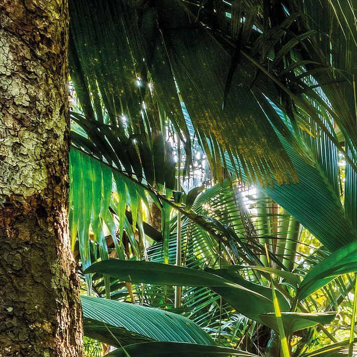 Jungle Trail