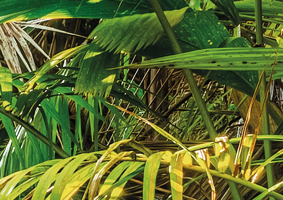 Jungle Trail