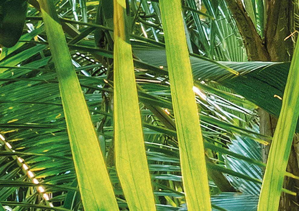 Jungle Trail