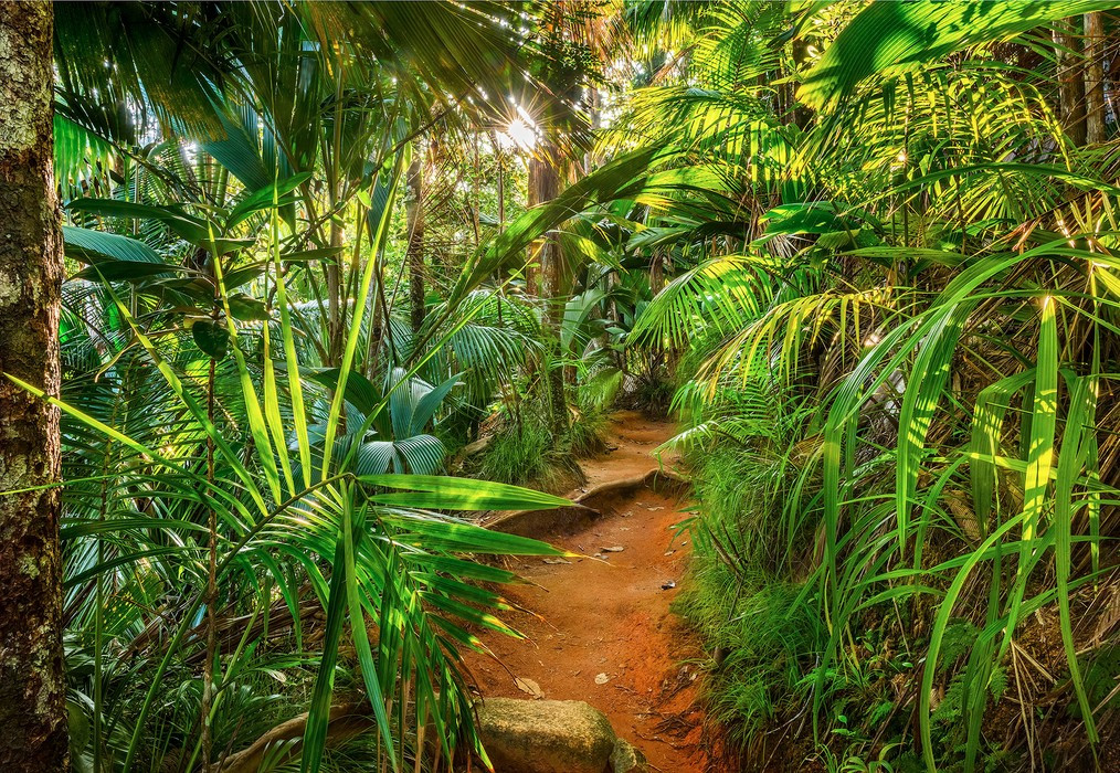 Jungle Trail