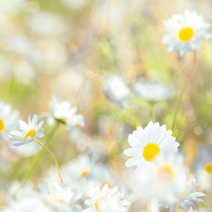 Daisies