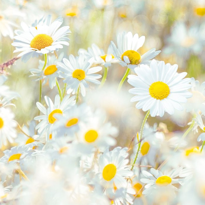 Daisies
