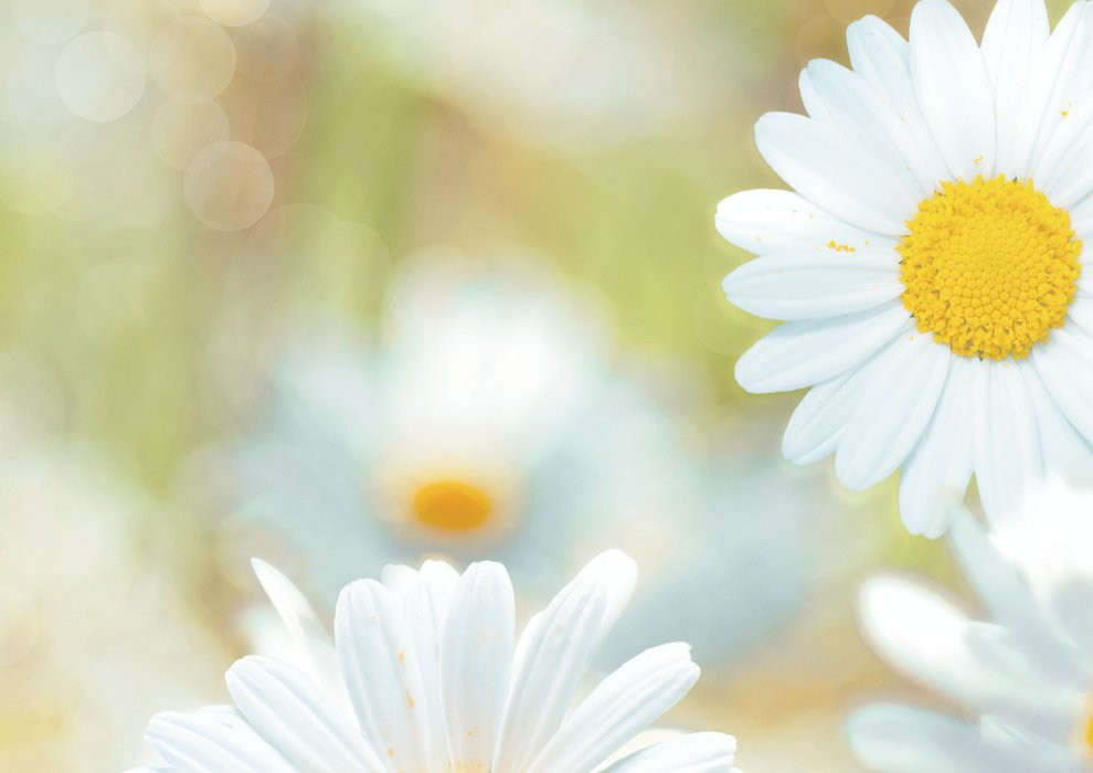 Daisies