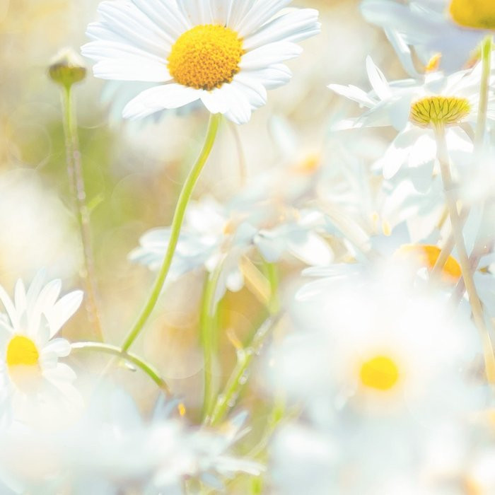 Daisies