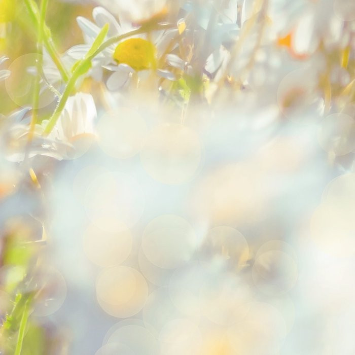 Daisies