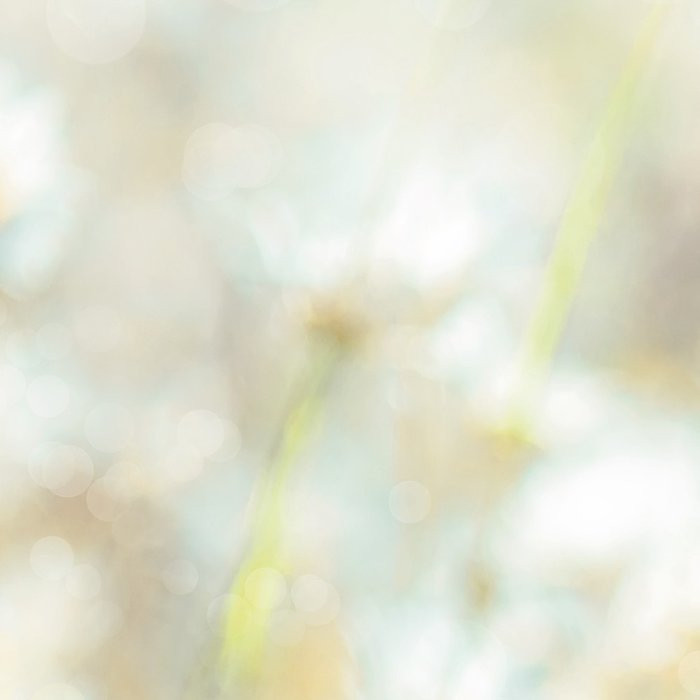 Daisies