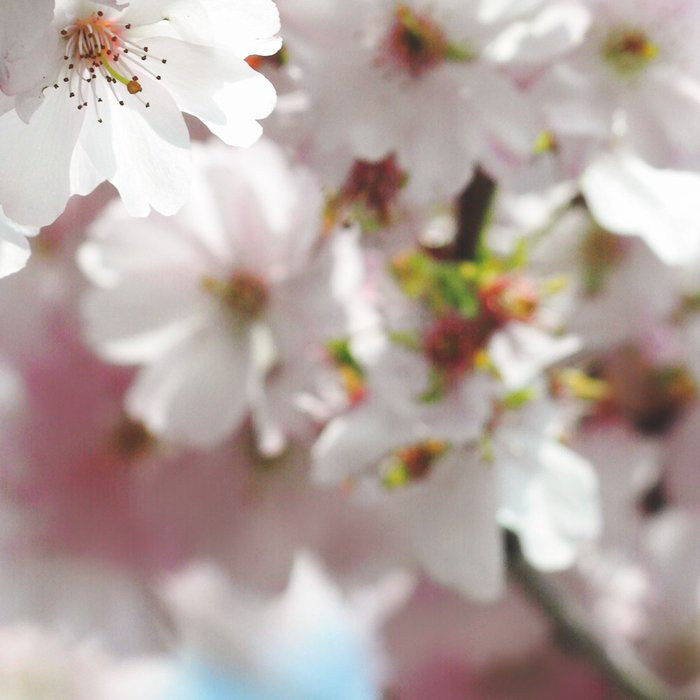 Spring