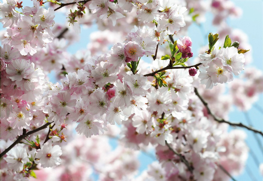 Spring