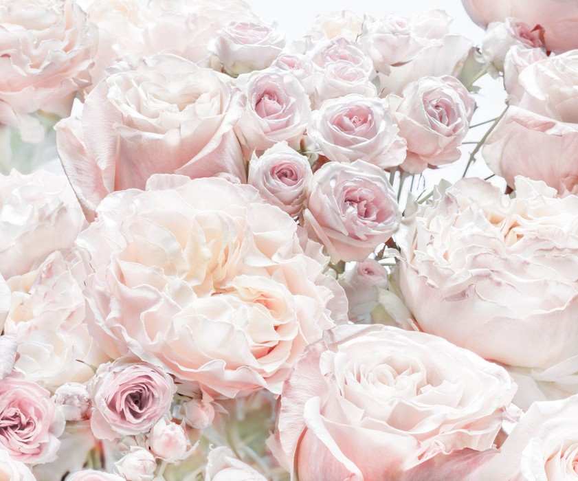 Spring Roses