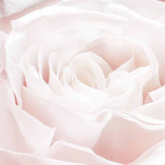 Spring Roses