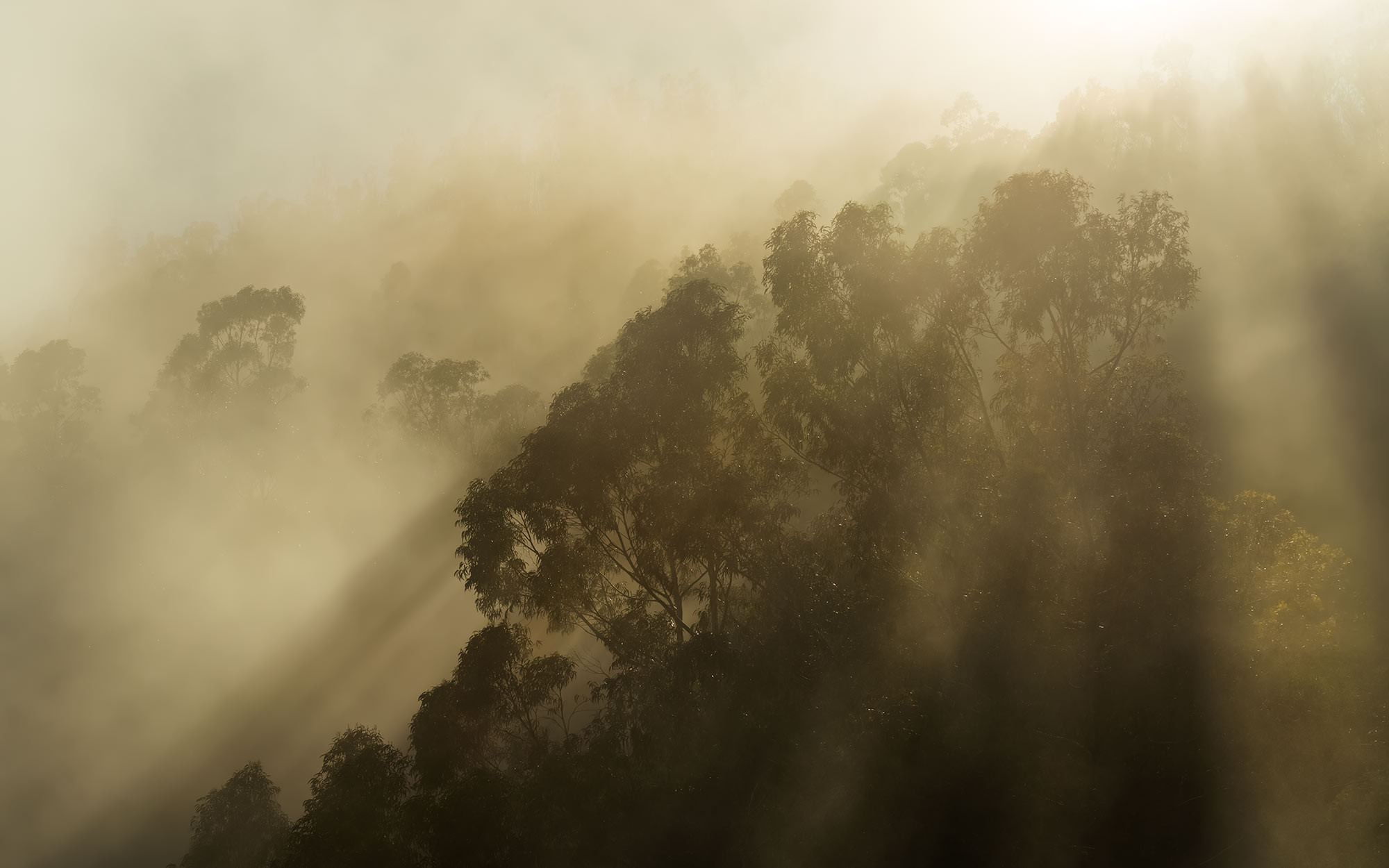 Misty Mountain