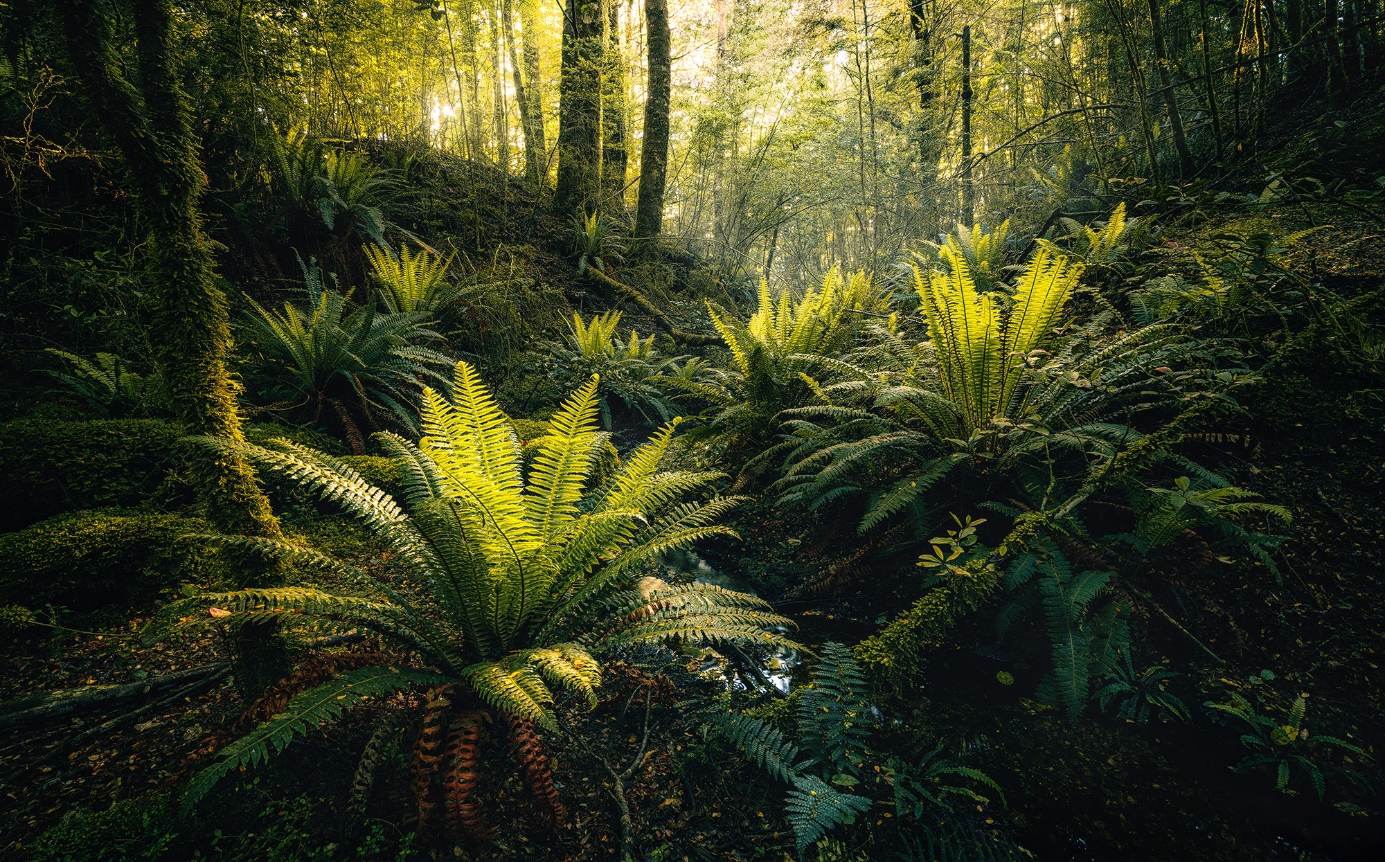 Fjordland Woods 