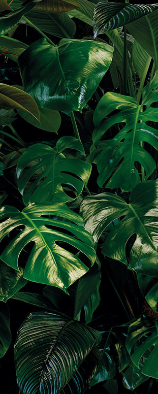 Tropical Wall