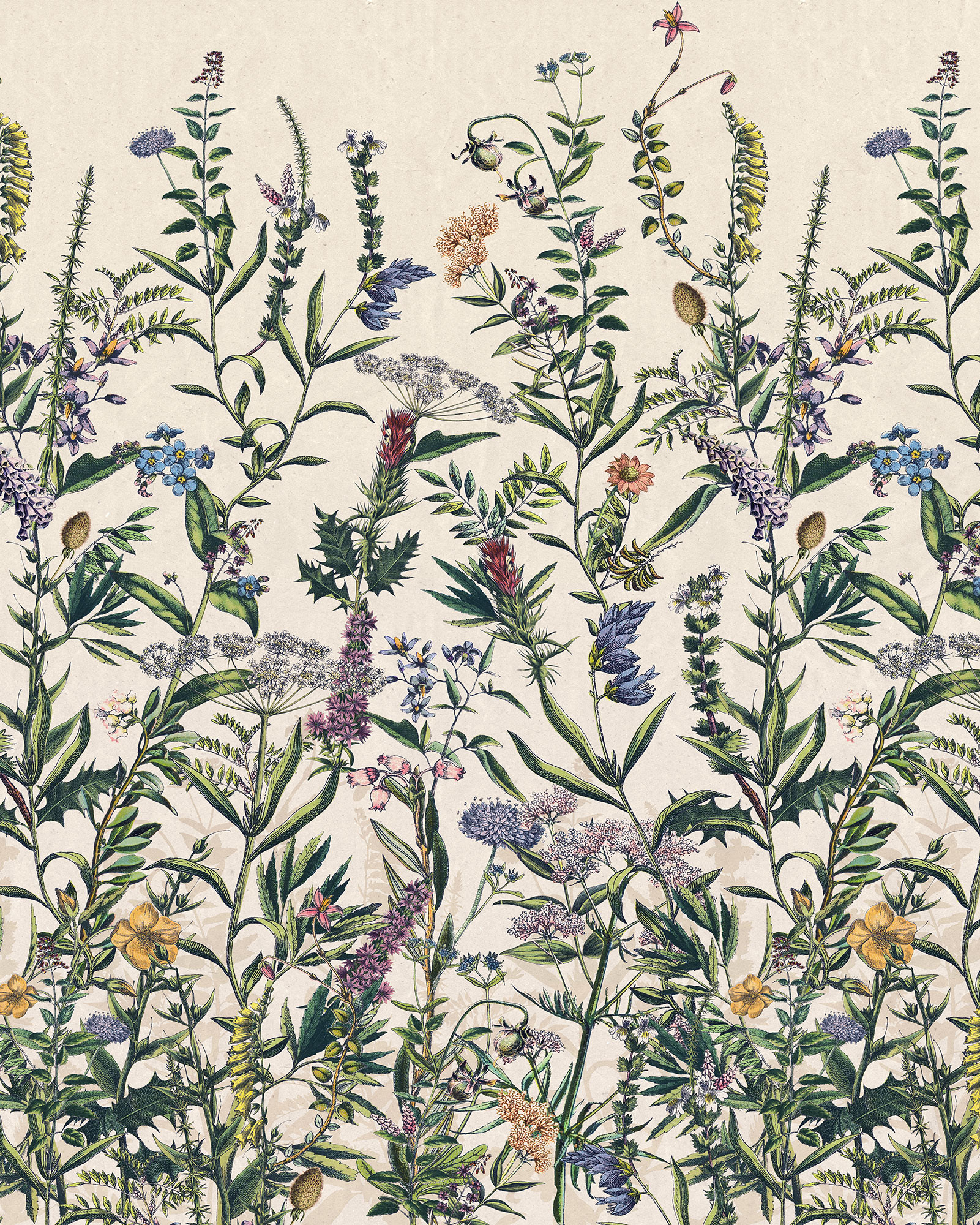 Flowering Herbs