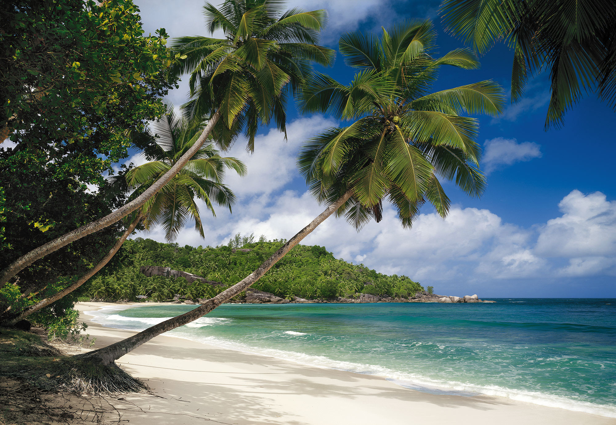 Tropical Sea