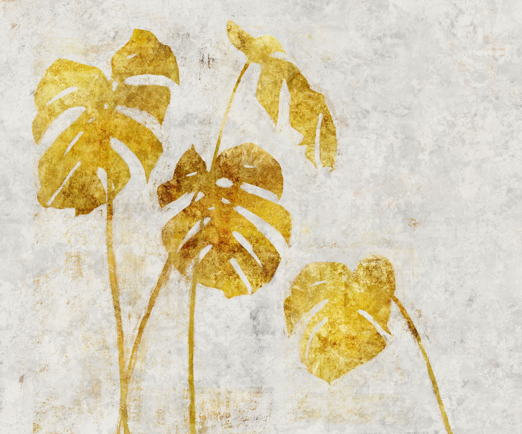 Golden Monstera