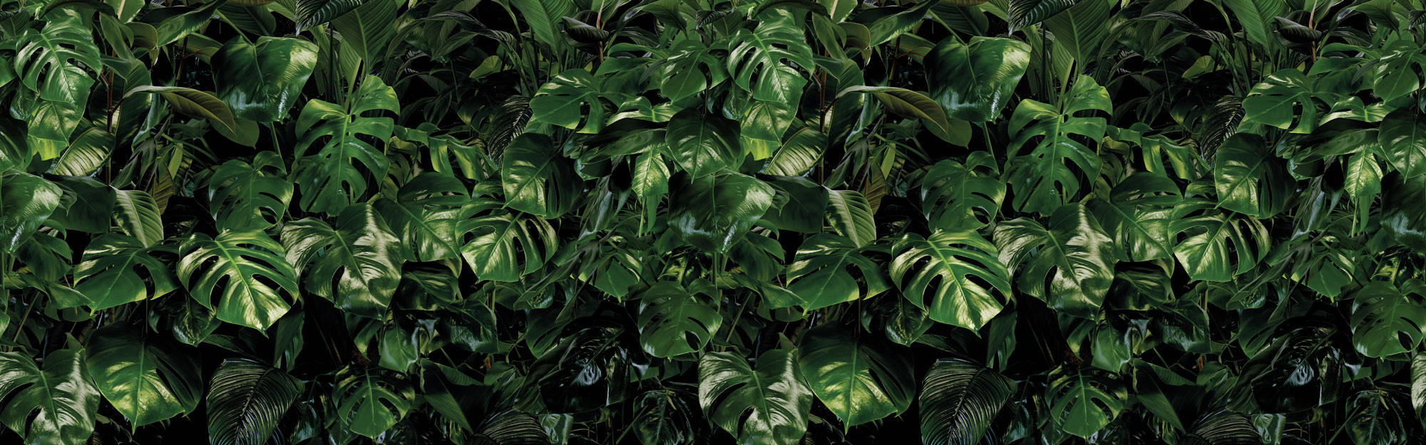 Tropical Wall