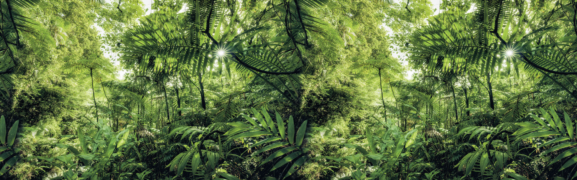 Into the Jungle