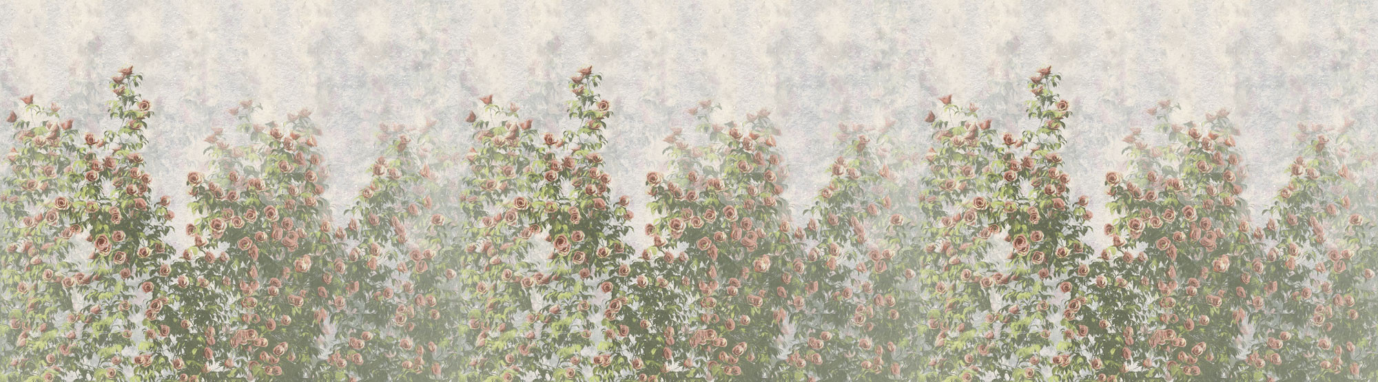 Wall Roses