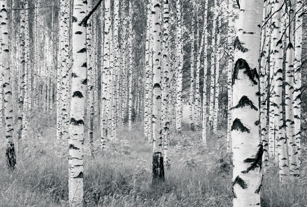 Woods