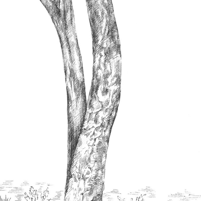 Arbre