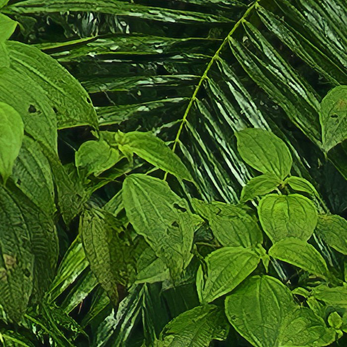 Oasis Verte