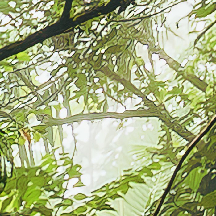 Oasis Verte