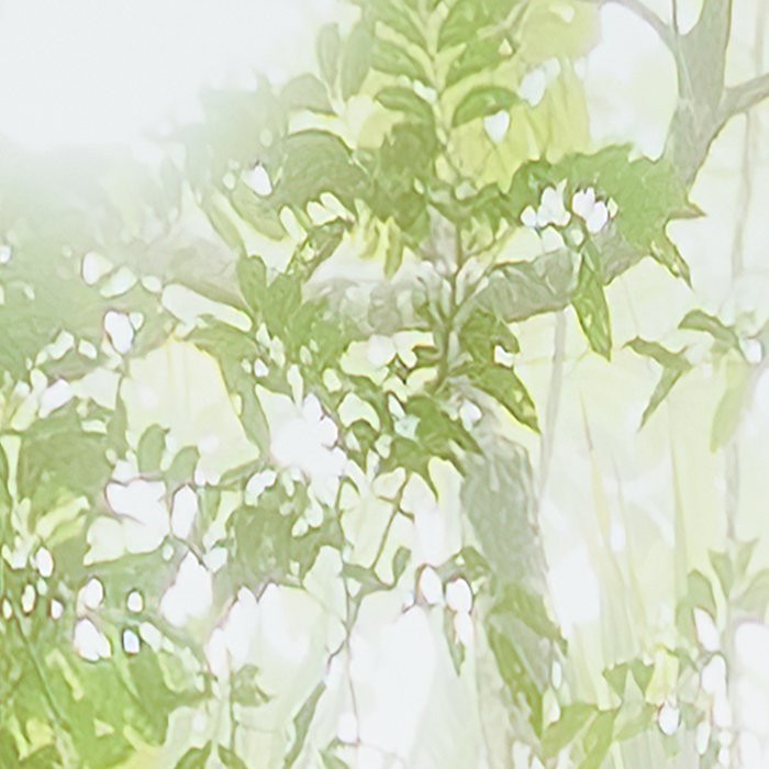 Oasis Verte