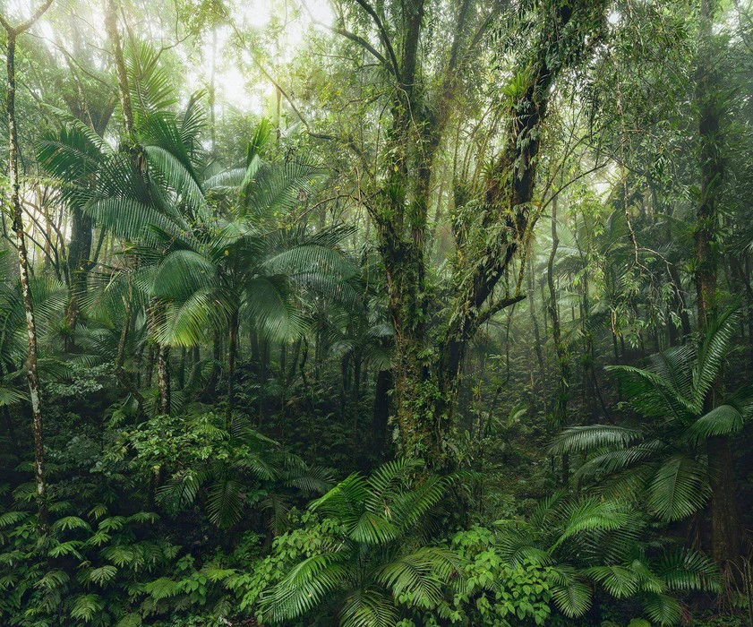 Oasis Verte
