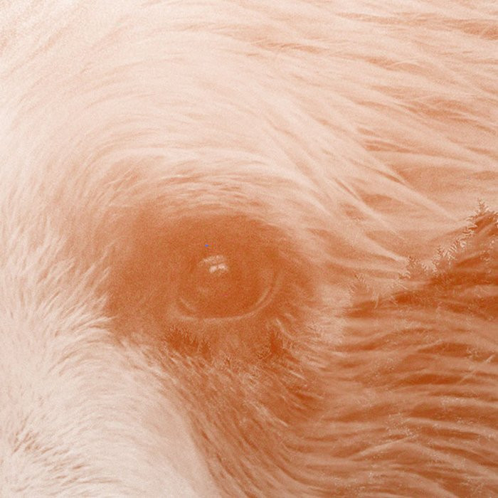 Bearava